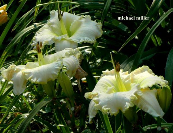 michael mill